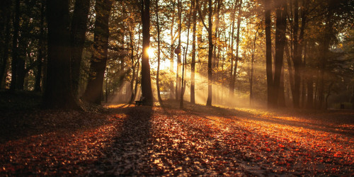 The symbol also references natural elements of the land. Some see the sun moving through the trees.